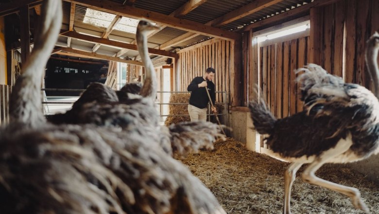 Ebner Ostrich Farm, © Moststraße, dochbodnliacht Ebner Ostrich Farm, © Moststraße, dochbodnliacht
