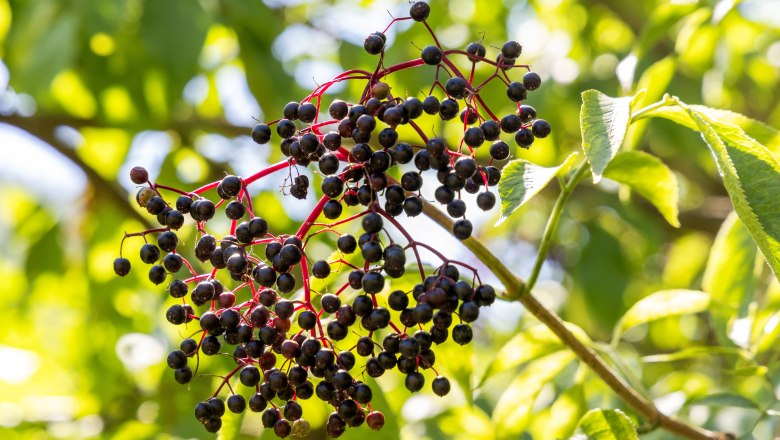 Biohof Schlangenreith, © Theo Kust Biohof Schlangenreith, © Theo Kust