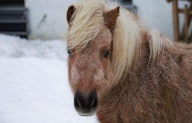 urlaub-beim-almbauer, © Almbauer-Familie Wagner urlaub-beim-almbauer, © Almbauer-Familie Wagner