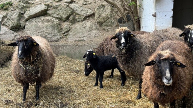 Sheep at the Gsangerer farm (2), © Mostviertel Tourismus Sheep at the Gsangerer farm (2), © Mostviertel Tourismus
