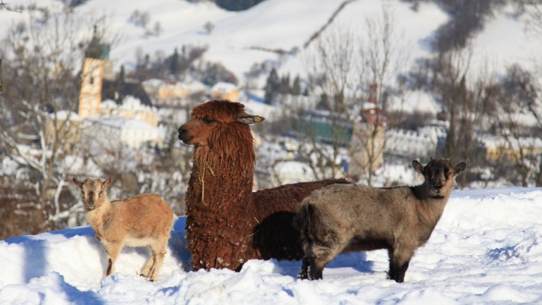 The zoo residents enjoy the view of Waidhofen, © Plachy Andreas Alpaca and two goats in the snow with the city in the background.