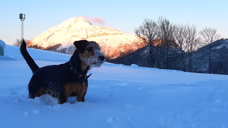Winter at the Höchbauernhof, © Höchbauernhof Winter at the Höchbauernhof, © Höchbauernhof