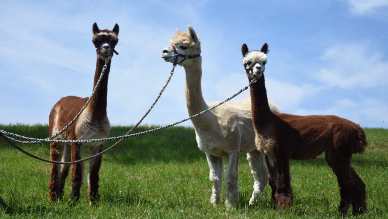 Dirndltal Alpaka, © Marion Lorenz Dirndltal Alpaka, © Marion Lorenz