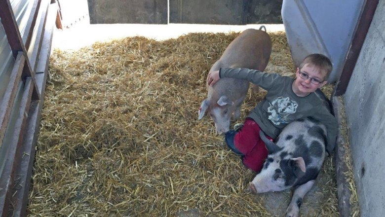 kerndlerhof_pigs_niklas, © Kerndlerhof kerndlerhof_pigs_niklas, © Kerndlerhof