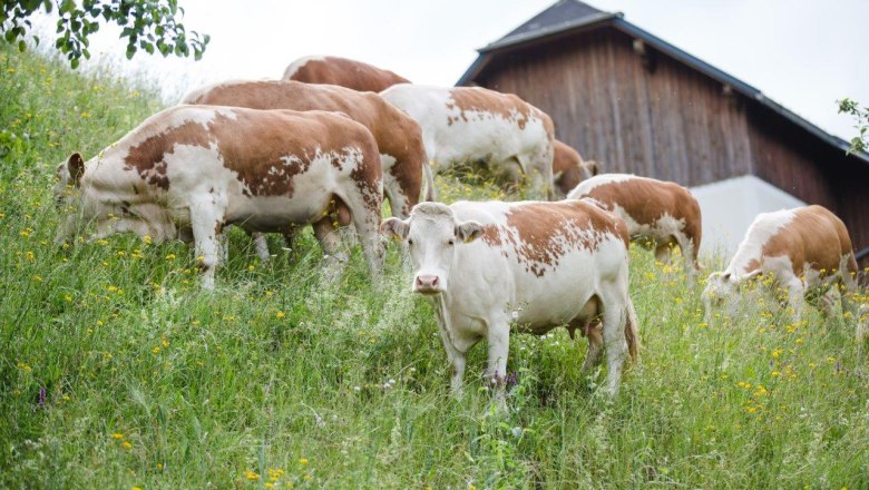 Ennstal mountain pinto, © Sandra Wagner Ennstal mountain pinto, © Sandra Wagner