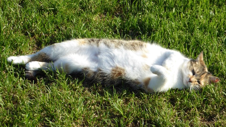 loan_cat, © Zulehen loan_cat, © Zulehen