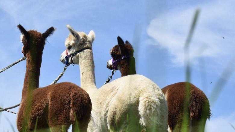 Dirndltal Alpaka, © Marion Lorenz Dirndltal Alpaka, © Marion Lorenz