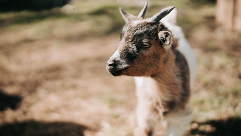 Zwergziegen (1), © MIKU.Media OG Zwergziegen (1), © MIKU.Media OG