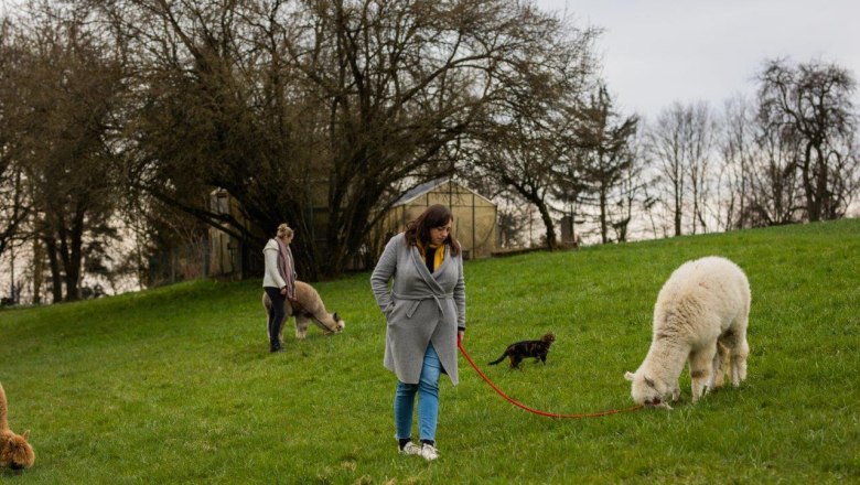 Seehof Alpacas, © Familie Kaufmann Seehof Alpacas, © Familie Kaufmann