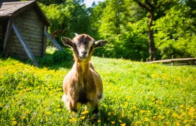 Ziege, © Die Hochriess-Distelberger GmbH & Co.KG Ziege, © Die Hochriess-Distelberger GmbH & Co.KG