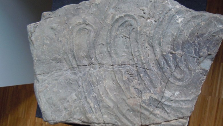 Heimatkundliche Exponate, © Heimatmuseum Hofstetten-Grünau Ein Stein mit fossilen Abdrücken auf einem Holzboden.