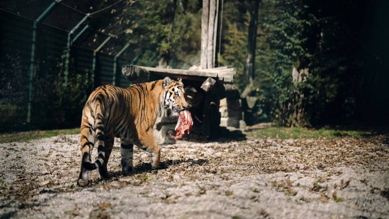 Tierpark Stadt Haag, © Moststraße, dochbodnliacht