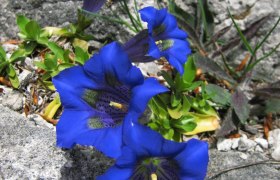 Stengelloser Enzian, &copy; Nordisches Zentrum St. Aegyd