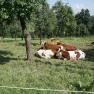 cows-on-the-pasture, &copy; B&uuml;chinger