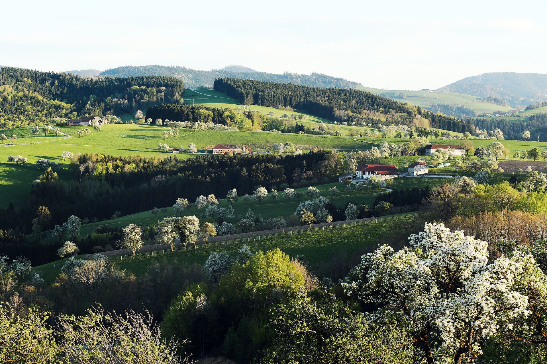 Panorama mit blühenden Birnbäumen und grünen Hügeln.