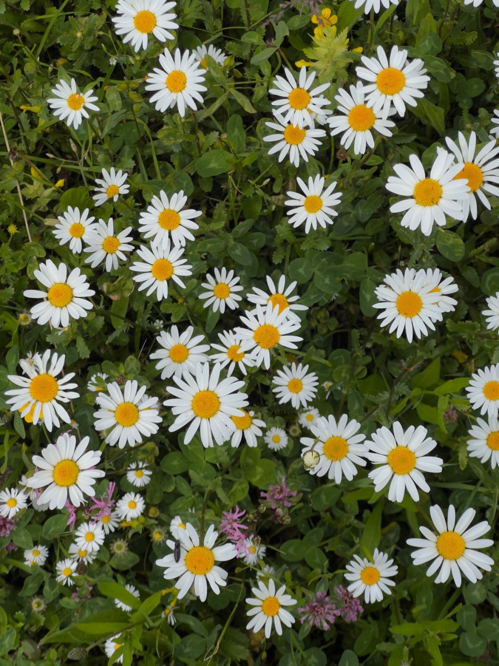 Blumenwiese