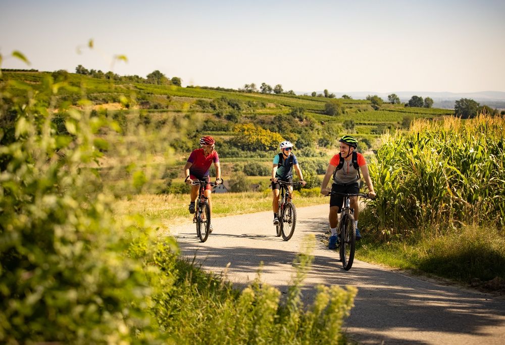 Radfahren im Weinland Traisental