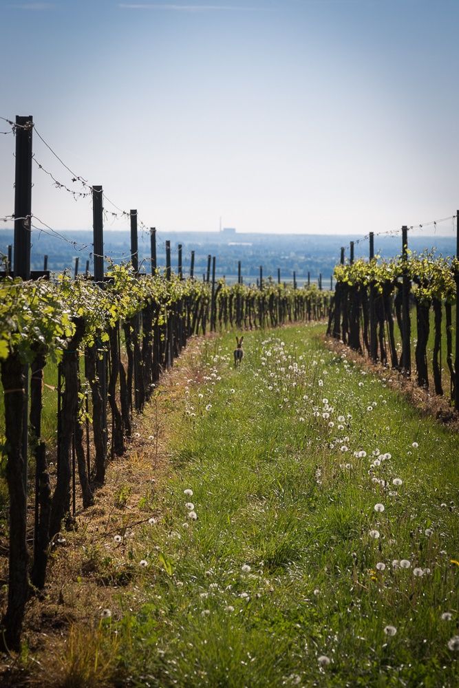 Ein Hase sitzt zwischen zwei Reihen von Weinreben auf einem grünen Feld mit Löwenzahn.