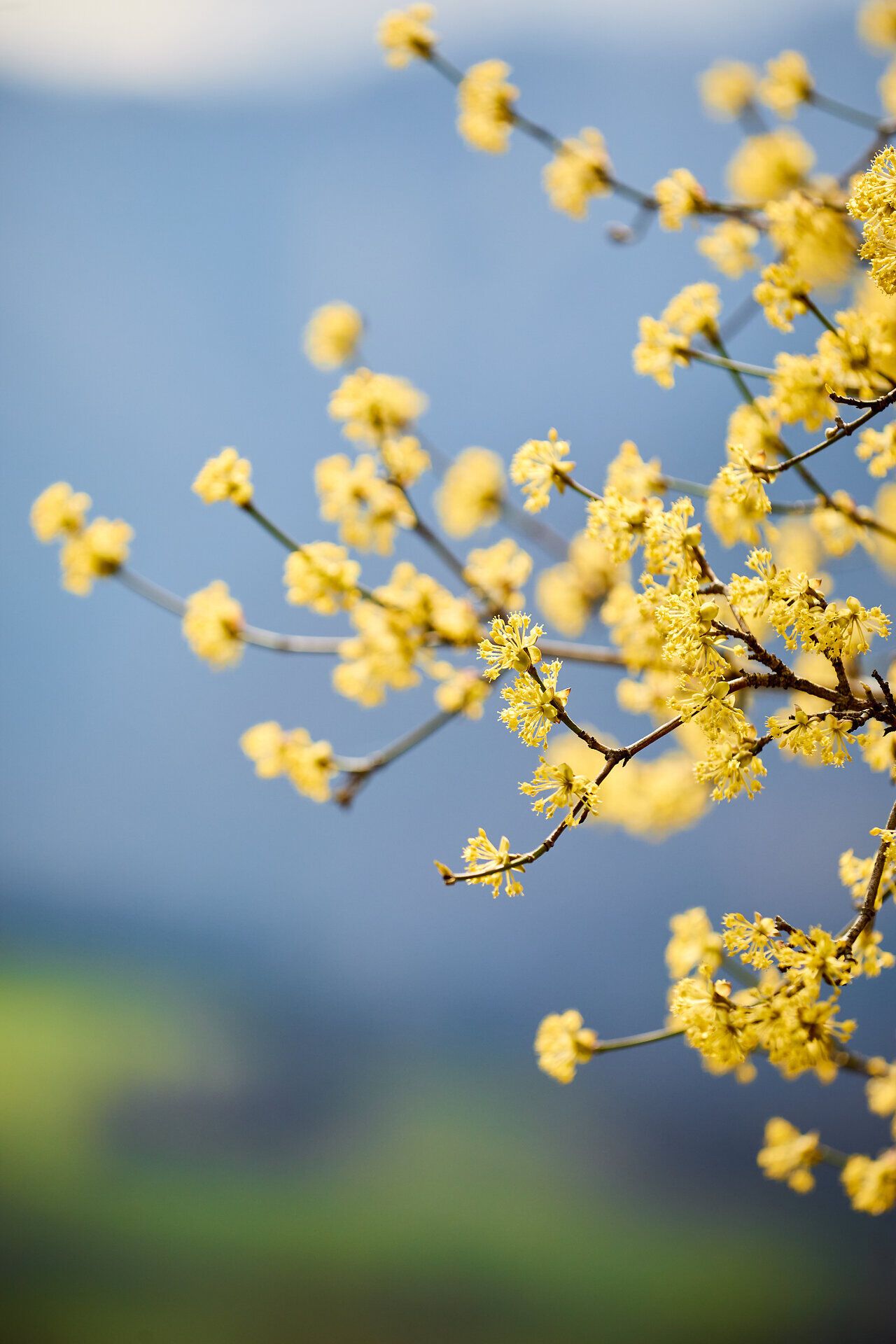 Die zarten, leuchtend gelben Blüten der Dirndlsträucher erhellen die Frühlingslandschaft und verbreiten einen süßen Duft in der Luft. Ein Spaziergang durch die blühenden Wiesen lädt dazu ein, die Schönheit der Natur zu genießen und die Seele baumeln zu lassen.