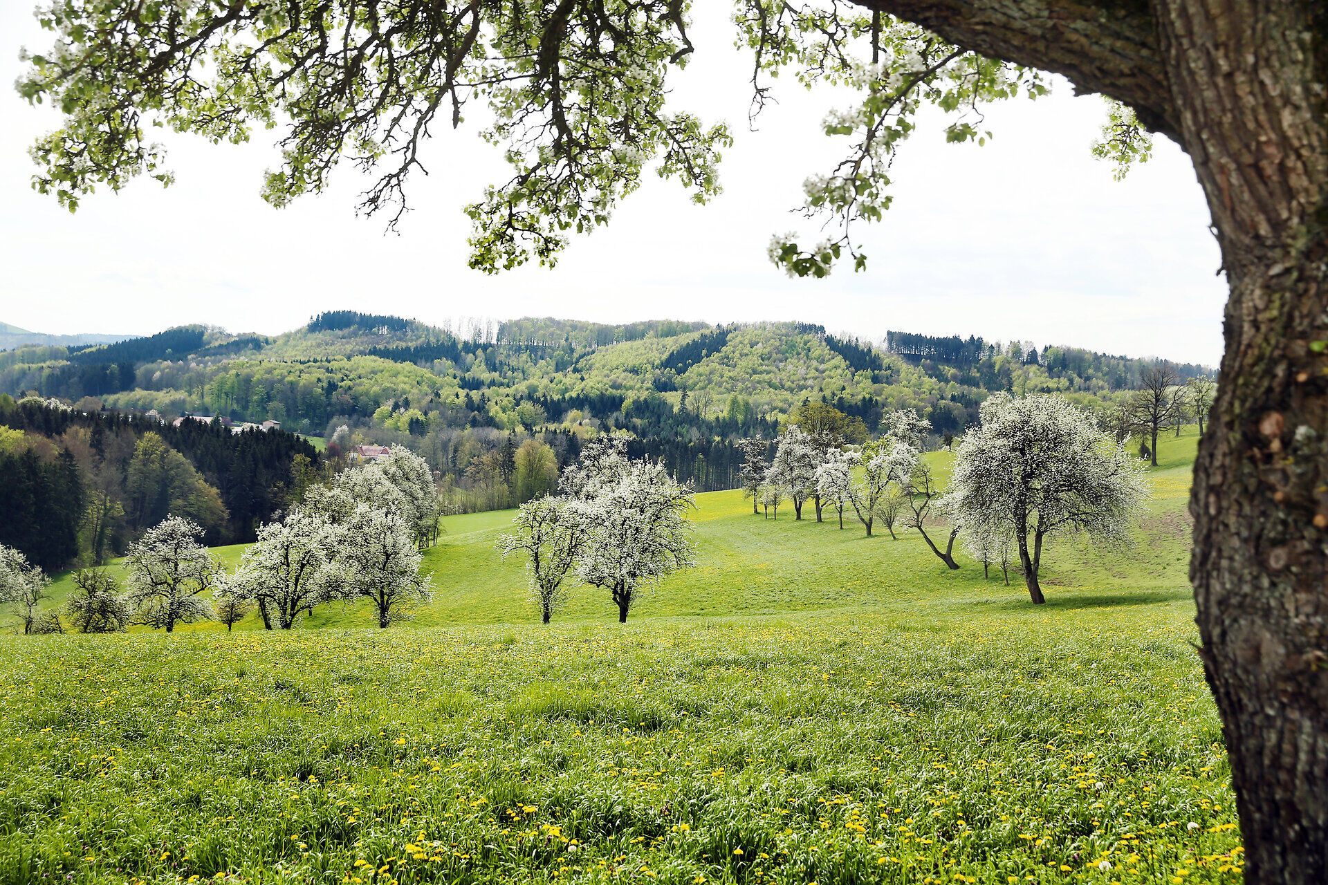 In der sanften Hügellandschaft blühen die Birnbäume in voller Pracht und verleihen der Umgebung einen zauberhaften Duft. Die Wiesen sind mit leuchtend gelben Löwenzahnblüten übersät, während die sanften Hügel im Hintergrund eine malerische Kulisse bieten. Ein perfekter Ort, um die Schönheit der Natur zu genießen und die Seele baumeln zu lassen.