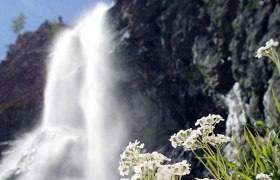 Ein Wasserfall stürzt neben einer Felswand herab, im Vordergrund sind weiße Blumen zu sehen.