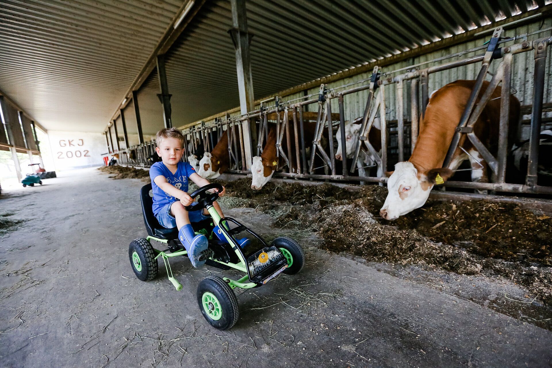 Ein kleiner Junge fährt fröhlich auf seinem Pedal-Gokart durch den Bauernhof, umgeben von sanften Kühen, die friedlich im Stall grasen. Die ländliche Idylle und die frische Luft laden zu unvergesslichen Abenteuern ein, während die Sonne über den Mostviertler Hügeln strahlt.