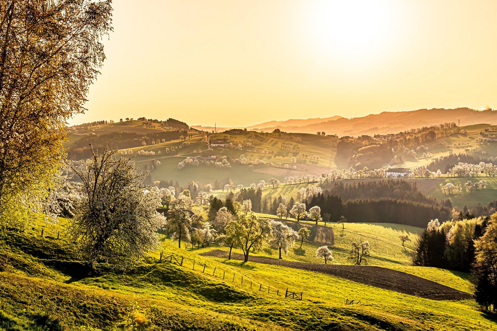 Die sanften Hügel des Mostviertels erblühen im zarten Weiß der Birnbäume, während die warmen Sonnenstrahlen den Frühling willkommen heißen. Ein malerisches Panorama lädt dazu ein, die frische Luft zu genießen und die Schönheit der Natur zu erleben.