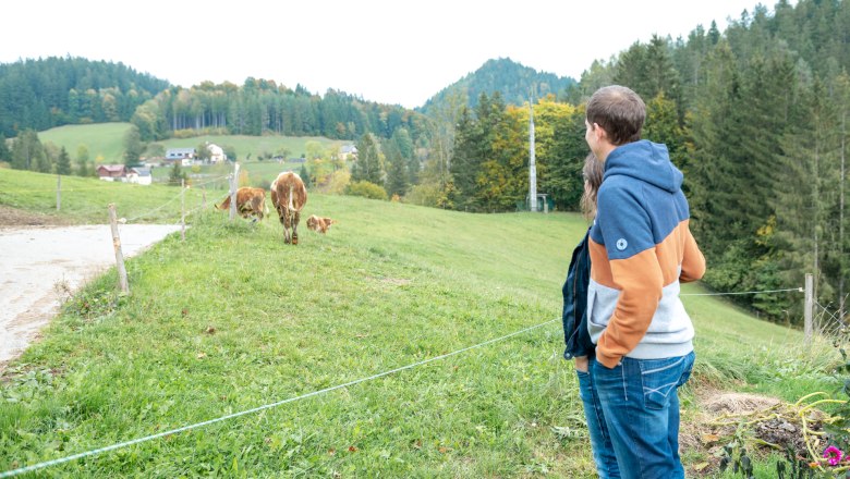 Calves on the pasture, © Grasberger