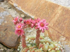 WANDERBLUME ST. AEGYD _7 - Hauswurzenweg, &copy; Nordisches Zentrum St. Aegyd