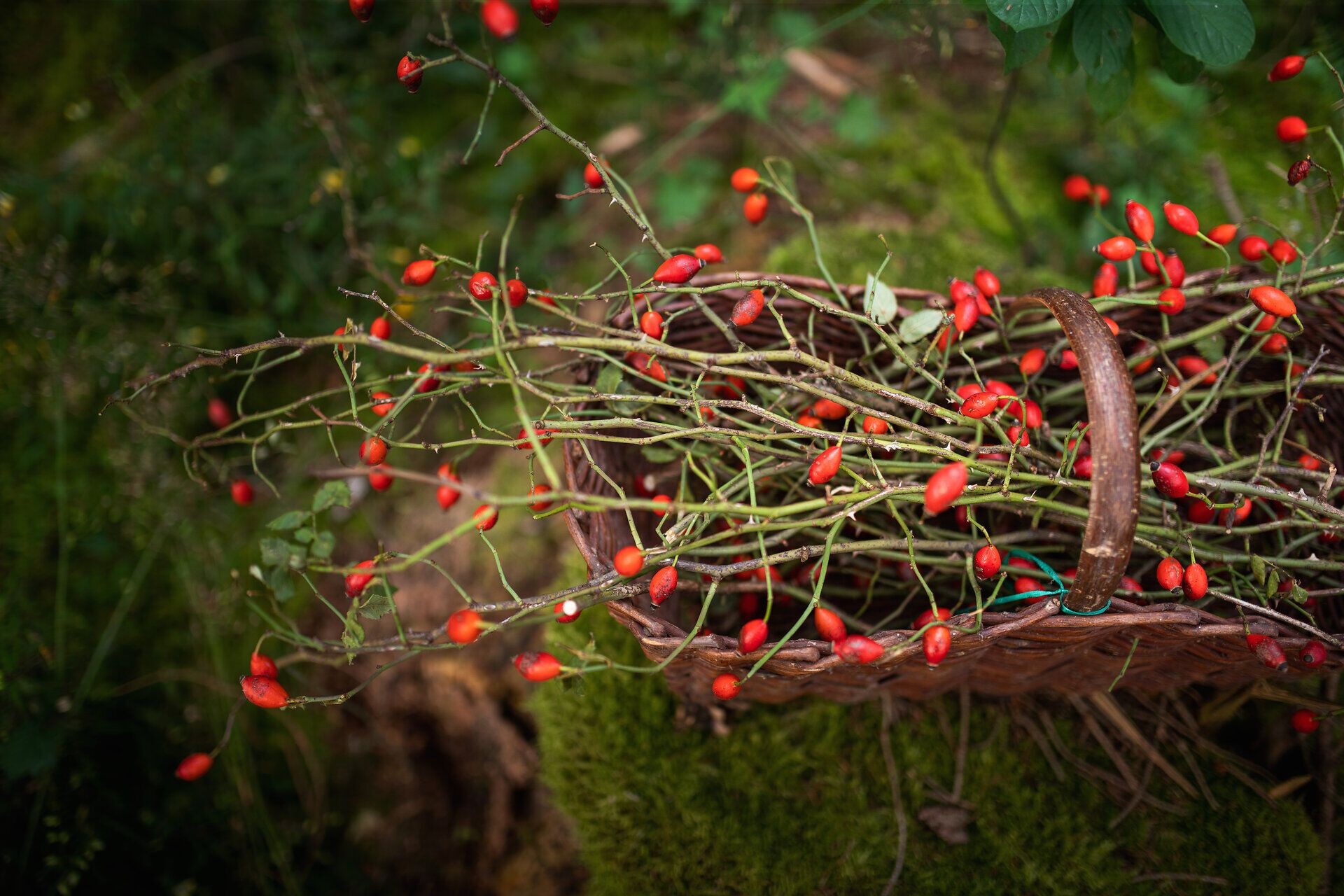 Die leuchtend roten Hagebutten strahlen in der sanften Lichtstimmung des späten Nachmittags. Umgeben von üppigem Grün laden sie dazu ein, die Natur in ihrer vollen Pracht zu genießen. Ein perfekter Moment, um die Ruhe und Schönheit der Umgebung zu erleben.