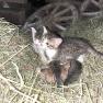Kitten in the hay, so cute, © Grasberger