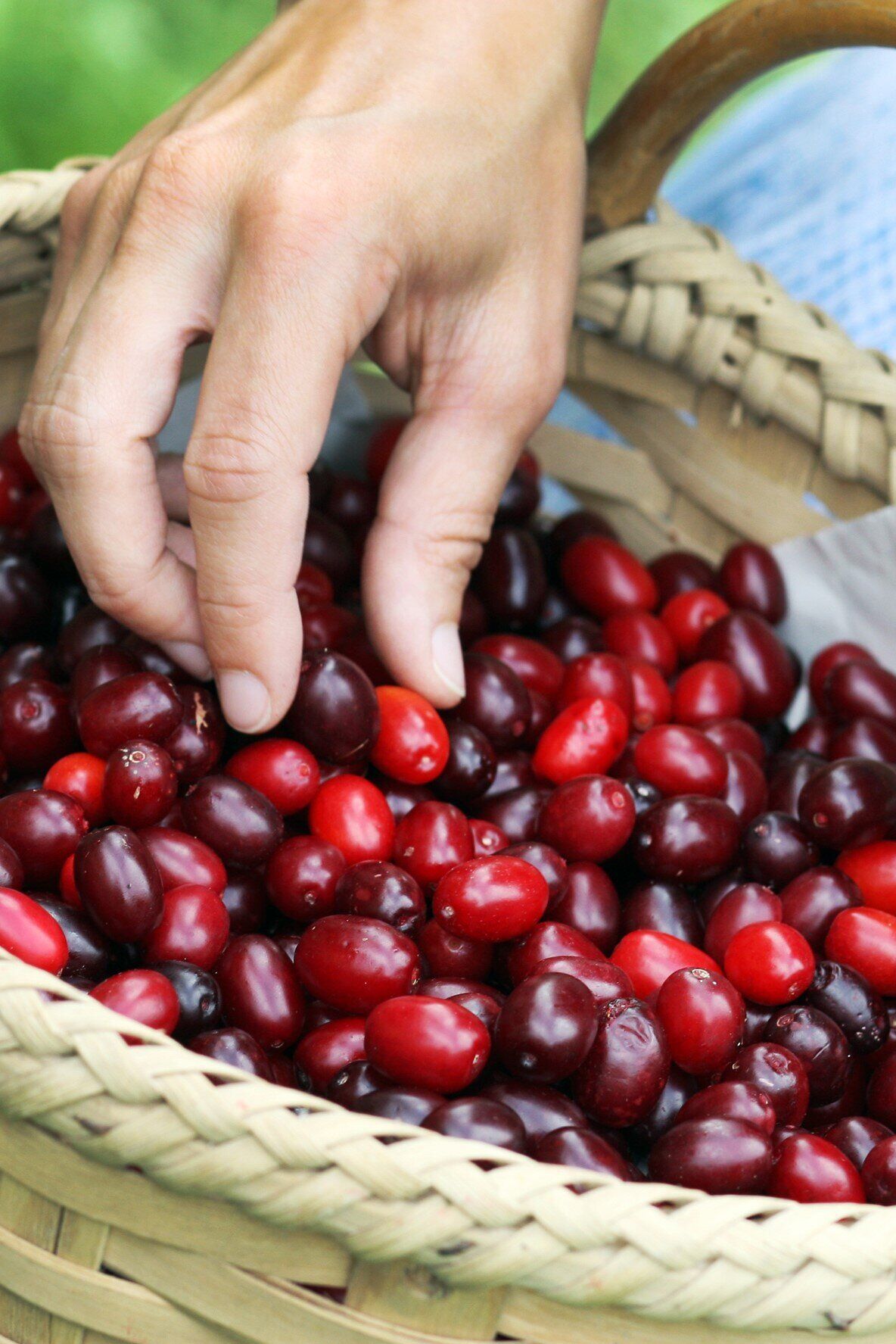 Die saftigen Dirndlfrüchte leuchten in einem tiefen Rot und laden dazu ein, frisch gepflückt zu werden. Inmitten der idyllischen Landschaft des Pielachtals spürt man die Freude der Erntezeit und die Verbundenheit zur Natur.