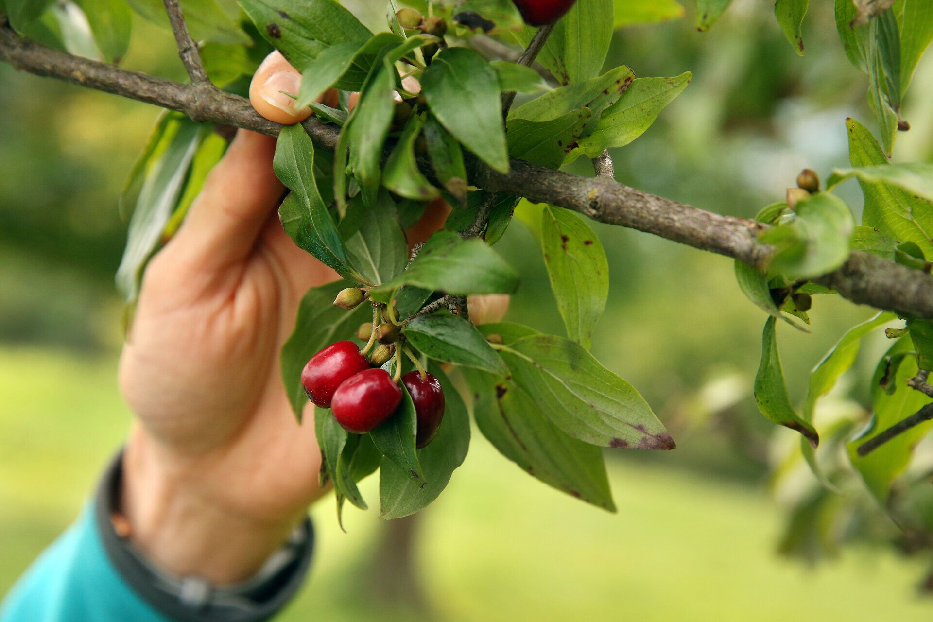 Die leuchtend roten Früchte der Dirndlsträucher hängen verlockend zwischen den grünen Blättern und laden zu einer genussvollen Ernte ein. In der frischen Herbstluft spürt man die Vorfreude auf die bevorstehenden Wanderungen durch die malerische Landschaft des Pielachtals.