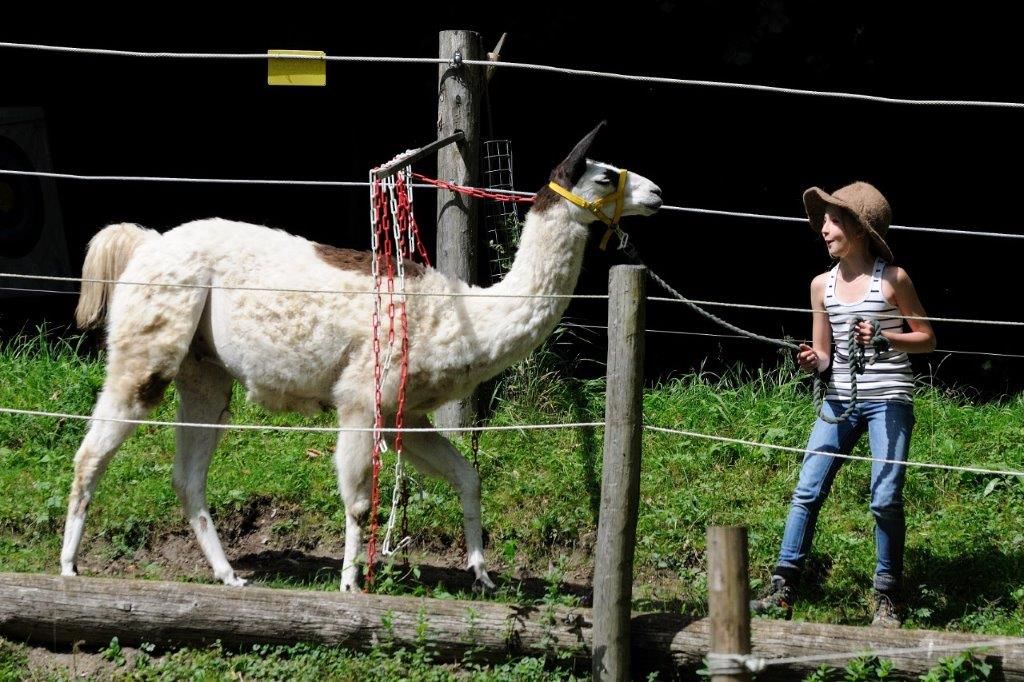 Ein Kind führt ein Lama an der Leine entlang eines Zauns auf einer Wiese.