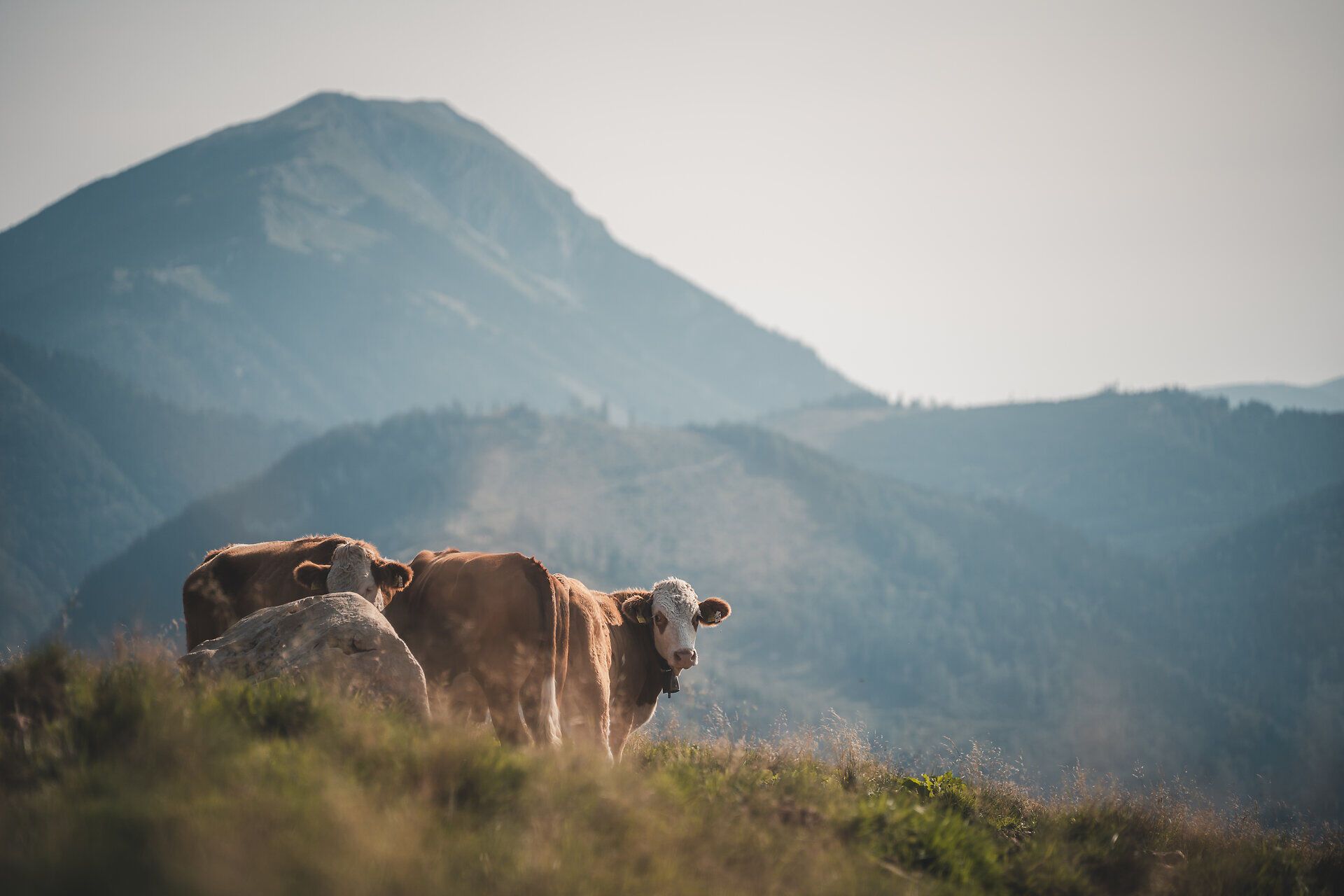 Almweide mit Kühen und Blick auf die Berglandschaft der Ybbstaler Alpen.