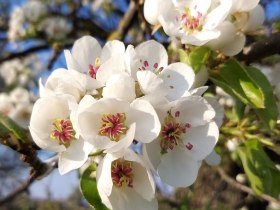 Besonders schön ist die Wanderung während der Birnbaumblüte-Zeit, © VSE, Rülling Carina