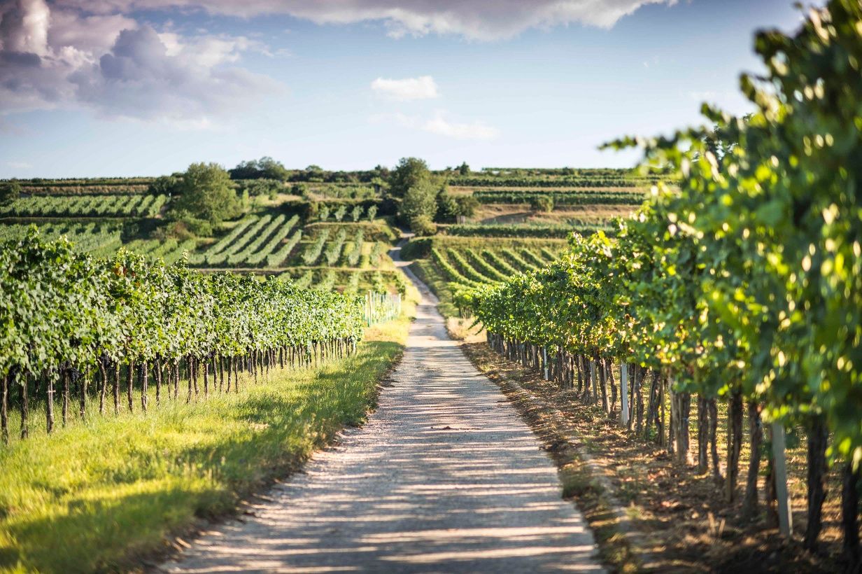 Weinreben rund um Mautern