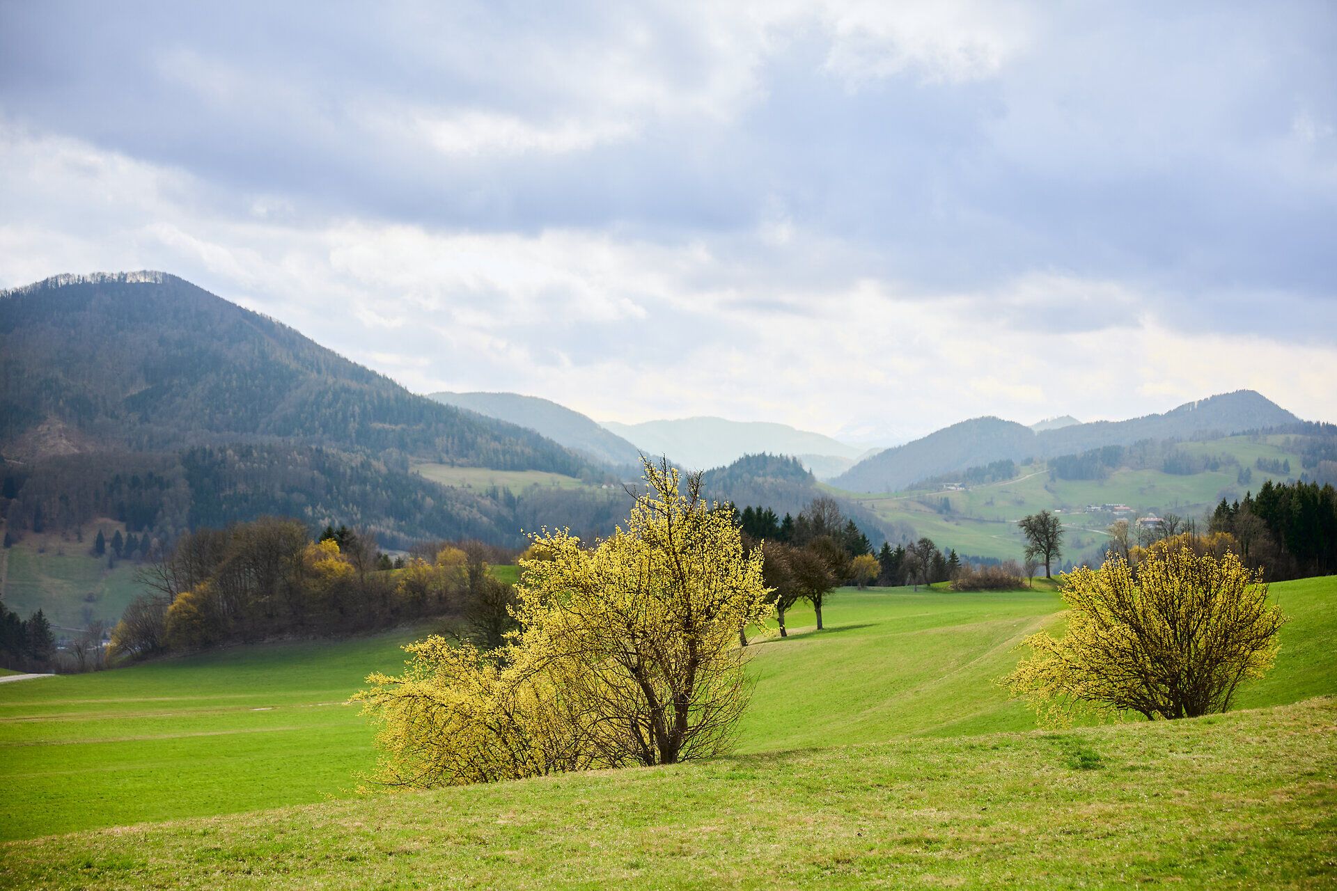 Die sanften Hügel des Pielachtals erblühen im Frühling in einem Meer aus leuchtendem Gelb, während die Dirndlblüten die Landschaft verzaubern. Ein Spaziergang durch diese idyllische Natur lädt dazu ein, die frische Luft und die atemberaubenden Ausblicke zu genießen.