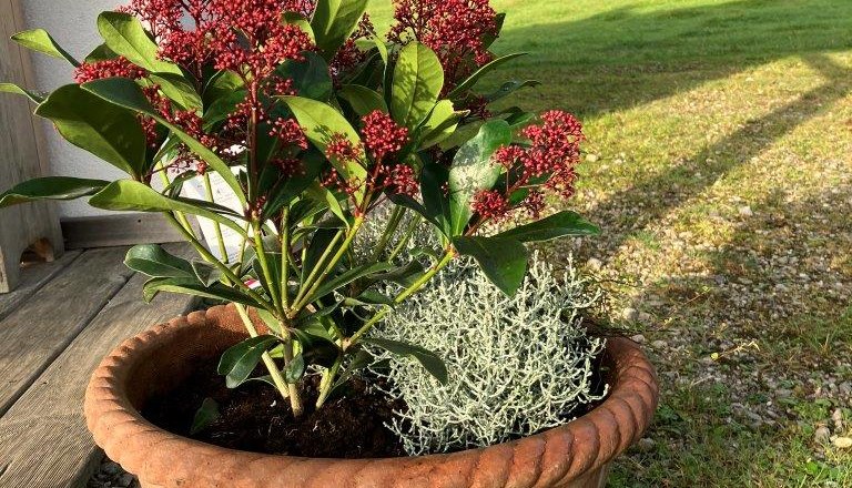 flowers, &copy; Ferienhof Kirchau