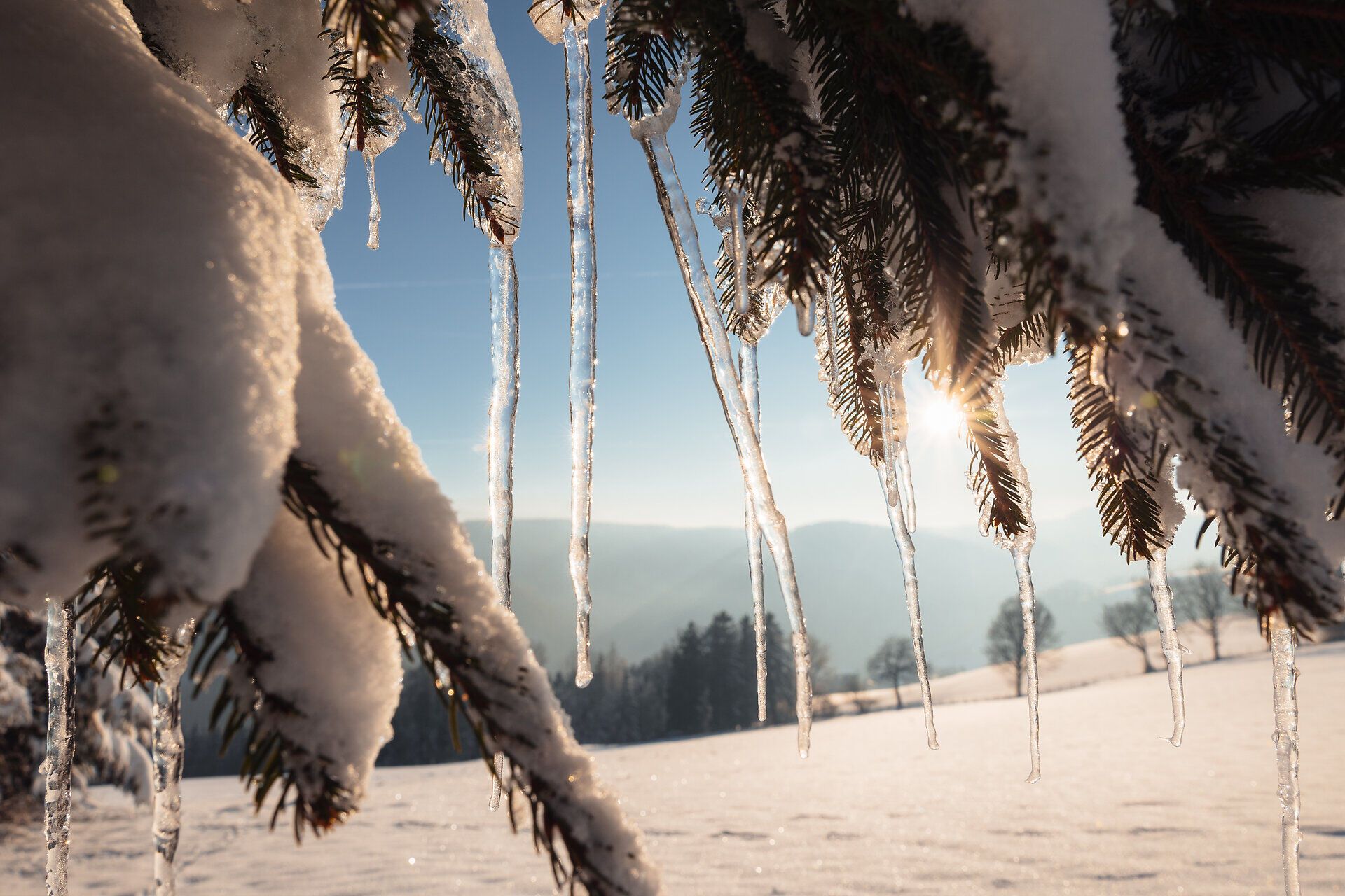 Die winterliche Landschaft verzaubert mit glitzerndem Schnee und majestätischen Eiszapfen, die von den Tannen herabhängen. Die sanften Hügel im Hintergrund laden zu einem Spaziergang ein, während die Sonne sanft durch die Bäume strahlt und eine friedliche Atmosphäre schafft.