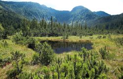 Inmitten der unberührten Natur entfaltet sich das Hochmoor Leckermoos in seiner vollen Pracht. Die sanften Hügel und das glitzernde Wasser des kleinen Teiches laden zu erholsamen Spaziergängen ein, während die frische Bergluft die Sinne belebt. Hier, wo die Ruhe der Natur herrscht, findet jeder Besucher einen Ort der Entspannung und Inspiration.