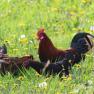 chickens-on-the-flower-meadow, &copy; zVg Fam. Fallmann
