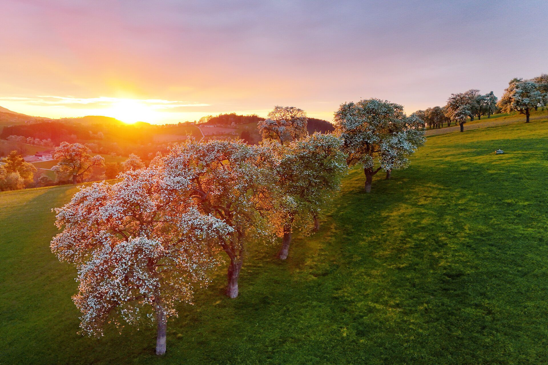 Blühende Birnbäume bei Sonnenuntergang auf grüner Wiese.