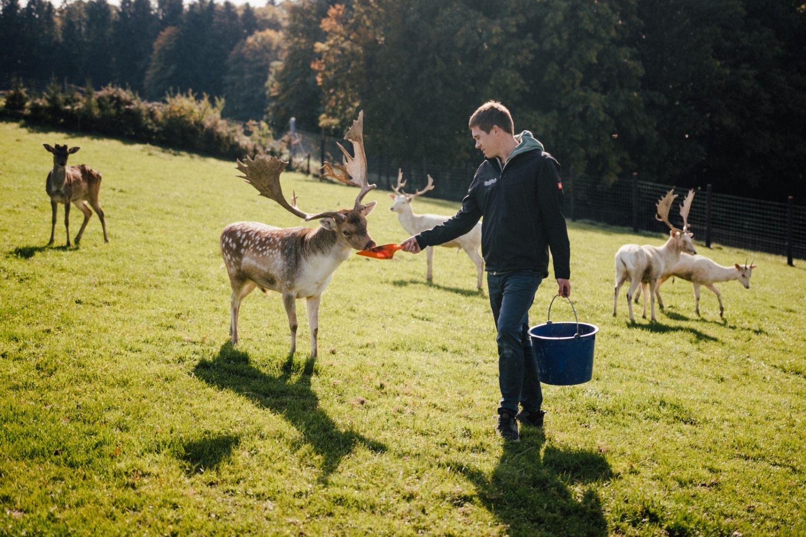 Ein Mann füttert Wildtiere von Hand auf einer Wiese.