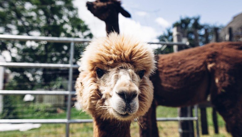 Seehof Alpakas, &copy; Familie Kaufmann