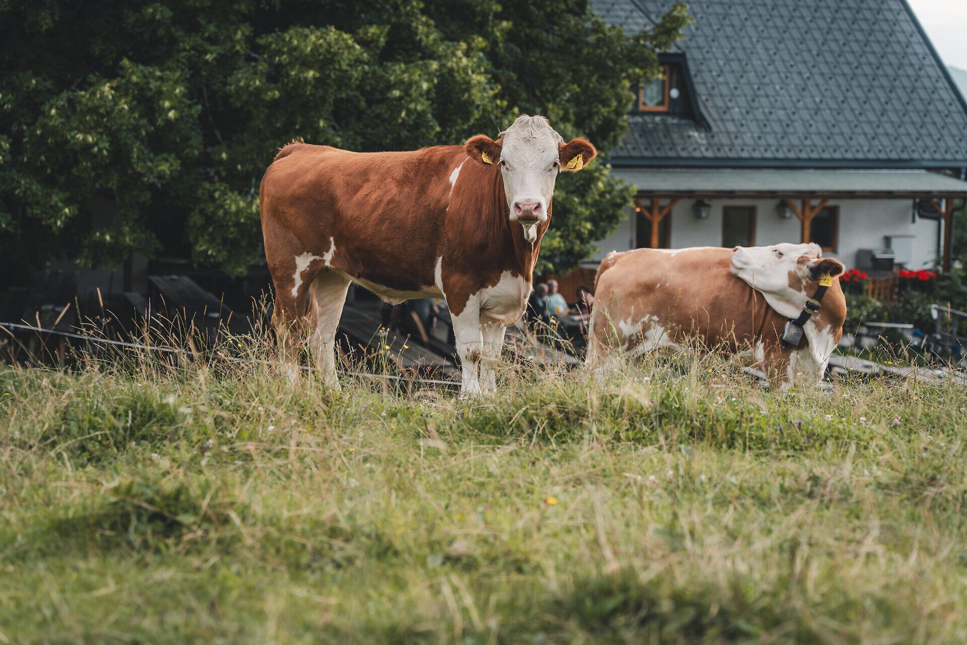 Eine Kuh steht neugierig auf der Wiese und blickt in die Kamera, im Hintergrund das Gasthaus.