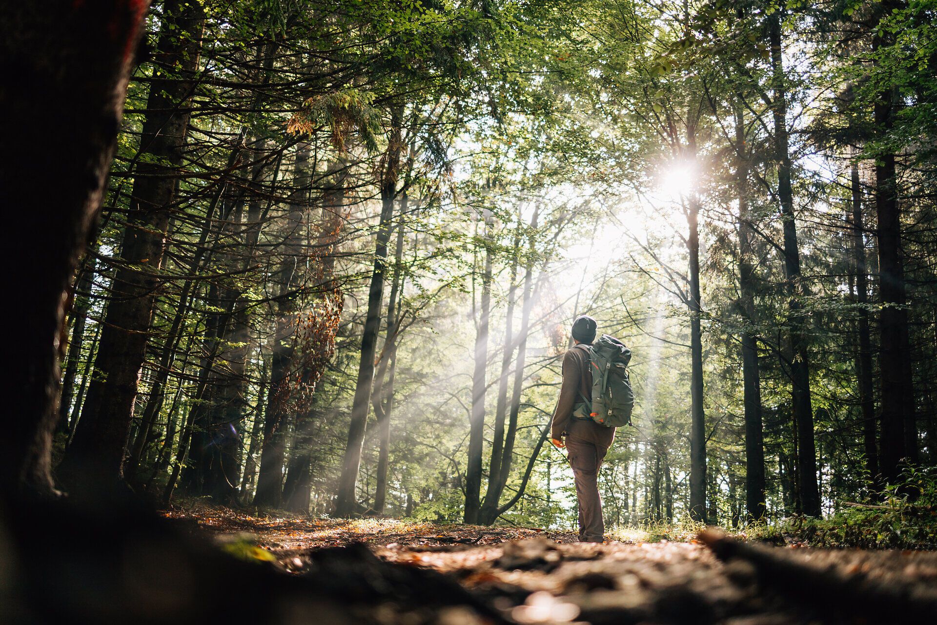 Ein Wanderer steht auf einem mit Herbstlaub bedeckten Pfad und blickt zum Himmel, während die Sonnenstrahlen durch die Bäume brechen und den stillen Wald in ein magisches, sanftes Licht tauchen.