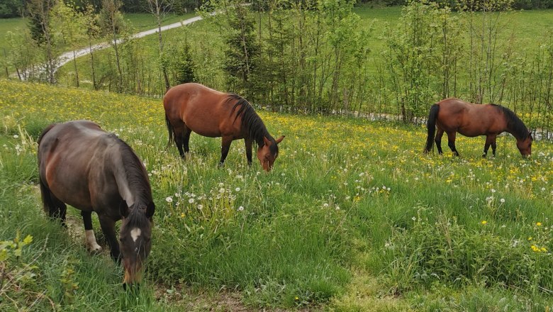 Horses at Lasingerhof, © Cornelia Lasinger