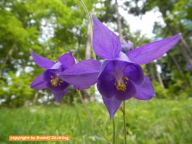 WANDERBLUME_ST. AEGYD_14 - Akeleiweg, &copy; Nordisches Zentrum St. Aegyd