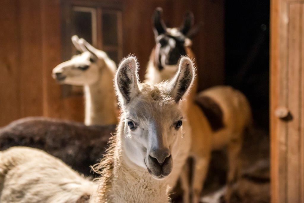 Drei Lamas in einem Stall, eines im Vordergrund, die anderen im Hintergrund.